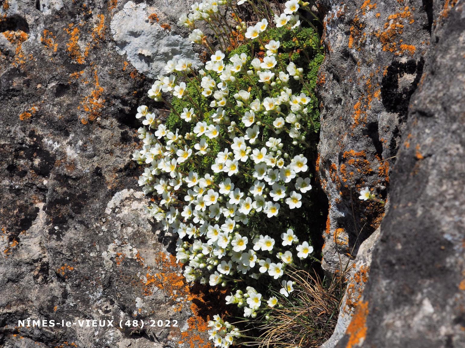 Saxifrage of the Cvennes